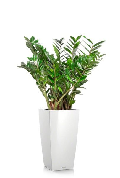 Замиокулькас 27/100 в CUBICO 30