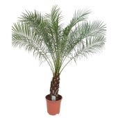 Финик Робелини d27 см h150 см Финик Робелини d27 см h150 см