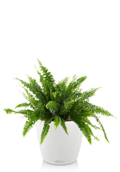 Папоротник Нефролепис Грин Леди 17/45 см в CLASSICO COLOR 21