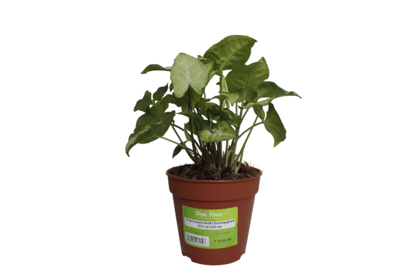 Сингониум Вайт Баттерфляй d12 см h25 см