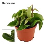 Хойя Carnosa Compacta Green (decorum) d6 см h2.5 см Хойя Carnosa Compacta Green (decorum) d6 см h2.5 см