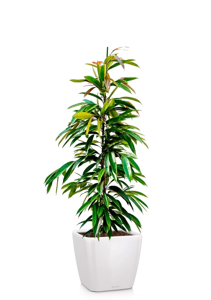 Фикус Биннендийка Амстел Кинг 21/90 см в QUADRO LS 28