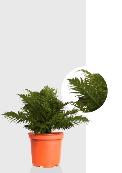 Блехнум 12/30 см Блехнум 12/30 см