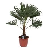 Трахикарпус Форчуна d30 см h130 см