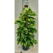 Сциндапсус Ауреум d24 см h25 см