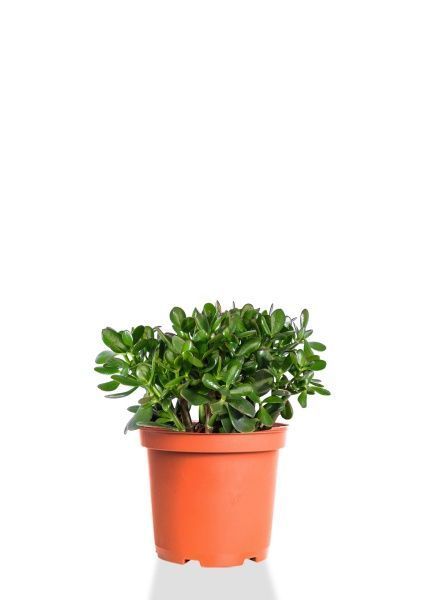 Крассула Овата 23/40 см