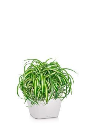 Хлорофитум Оушен 23/40 см в QUADRO LS 28, белый блестящий