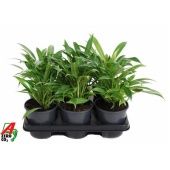 Филодендрон Little Phi d13 см h40 см Филодендрон Little Phi d13 см h40 см