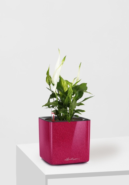 Спатифиллум 9/30 см в CUBE Glossy Kiss 14 Спатифиллум 9/30 см в CUBE Glossy Kiss 14