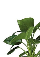 Филодендрон Грин Принцесс 17/60 см в CUBICO Color 22