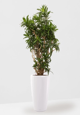 Драцена Песнь Ямайке 35/150 в RONDO 40