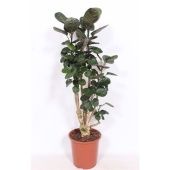 Полисциас Фабиан d27 см h130 см