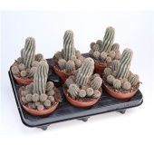 Хамеолобвия Паолина d12 см h20 см Хамеолобвия Паолина d12 см h20 см