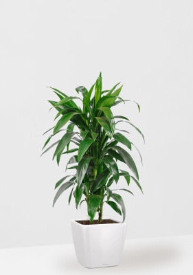 Драцена Джанет Крейг бранч QUADRO 28/90 см Белый блестящий