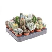 Кактус микс d5.5 см h8 см тип 2 Кактус микс d5.5 см h8 см тип 2