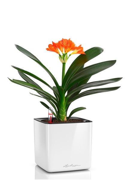 Кливия Оранж 13/50 см в CUBE GLOSSY 16 Кливия Оранж 13/50 см в CUBE GLOSSY 16