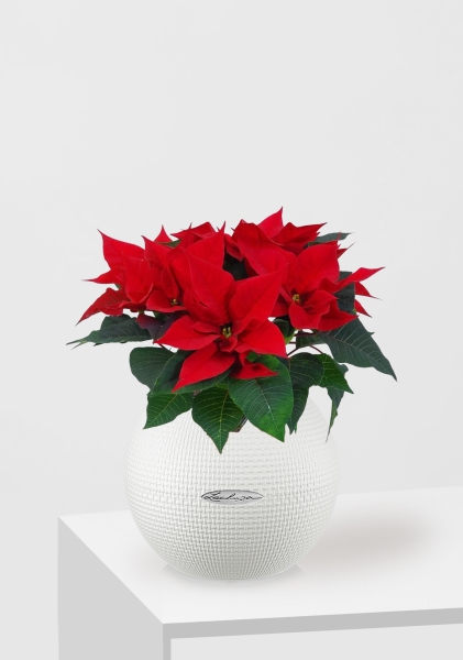 Пуансеттия 12/40 см в PURO 20 Пуансеттия 12/40 см в PURO 20