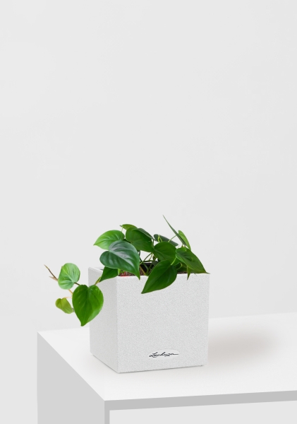 Филодендрон Сканденс 12/20 см в CANTO STONE 14 Филодендрон Сканденс 12/20 см в CANTO STONE 14