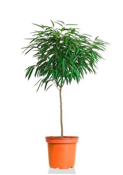 Фикус Биннендийка Али на штамбе d27 см h120 см