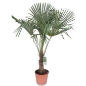 Трахикарпус Форчуна d32 см h160 см