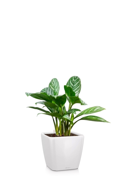Аглаонема Страйп 17/60 см в QUADRO LS 21
