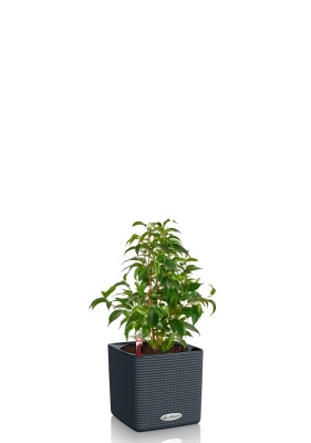 Фикус Бенджамина Наташа 12/30 см в CUBE COLOR 16