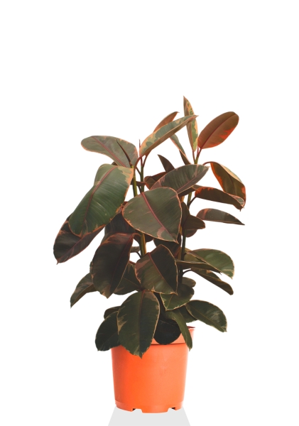 Фикус Эластика Белиз 3 ствола 27/100 см