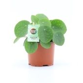 Пилея пеперомевидная d12 см h20 см