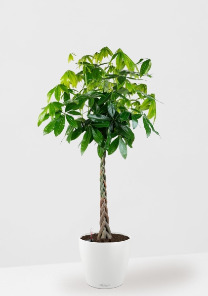 Пахира Акватика 30/170 см в CLASSICO COLOR 35