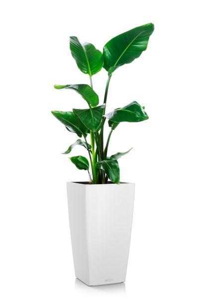 Стрелиция Николай 19/90 в CUBICO COLOR 30 Стрелиция Николай 19/90 в CUBICO COLOR 30