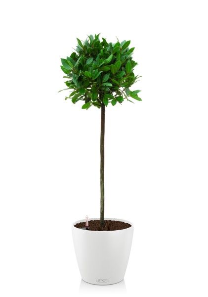 Лавр Нобилис 21/120 в CLASSICO COLOR 28 Лавр Нобилис 21/120 в CLASSICO COLOR 28