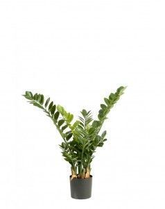 Замиокулькас кустовой