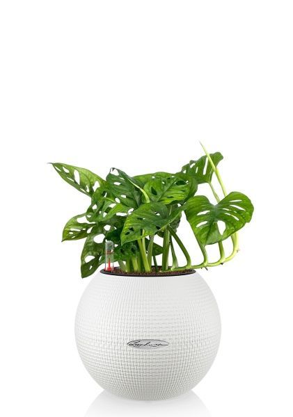 Монстера Манки 12/30 см в PURO 20