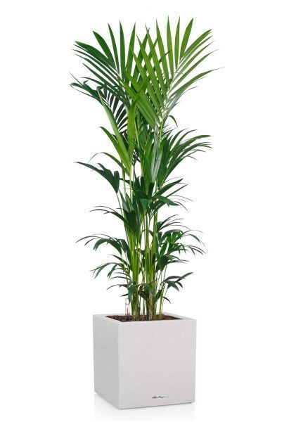 Ховея Кентия 31/220 в CANTO STONE LOW 40