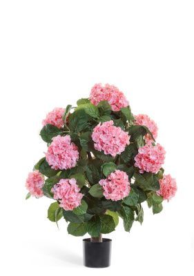 Гортензия куст Макси розовый в горшке