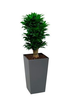 Драцена Компакта бранч 31/130 см в Finezja 40x40, серый бетон