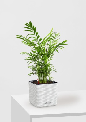 Хамедорея Элеганс 12/45 см в CUBE COLOR 14