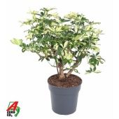 Шеффлера Тринити d24 см h70 см