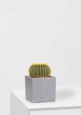 Эхинокактус Грузони 12/20 см в CANTO STONE 14, серый камень