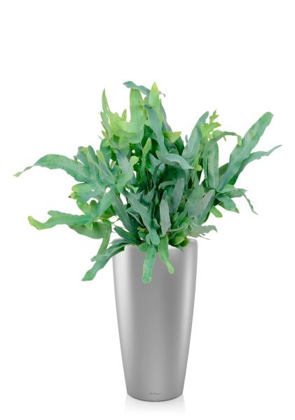 Флебодиум 24/55 см в RONDO 32