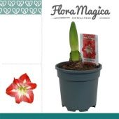 Гиппеаструм Exotic Striped Flora Magica 1 ствол d13 см h25 см тип 2