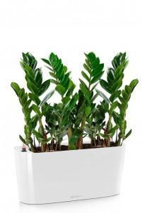  Замиокулькас DELTA 20/ Белый блестящий