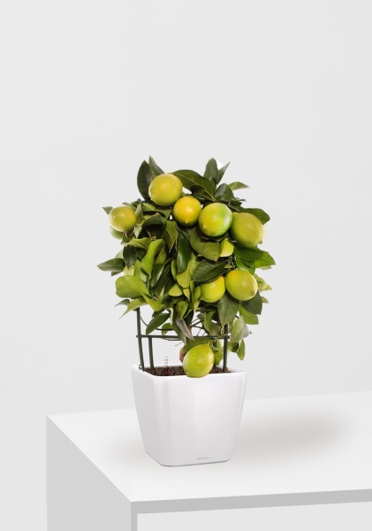 Цитрус Лимон на решетке 19/65 см в QUADRO LS 28 Цитрус Лимон на решетке 19/65 см в QUADRO LS 28