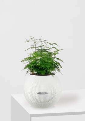 Аспарагус в PURO 20, белый Аспарагус в PURO 20, белый