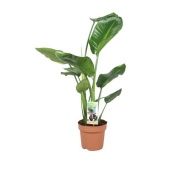 Стрелиция Николай d17 см h70 см тип 1 Стрелиция Николай d17 см h70 см тип 1