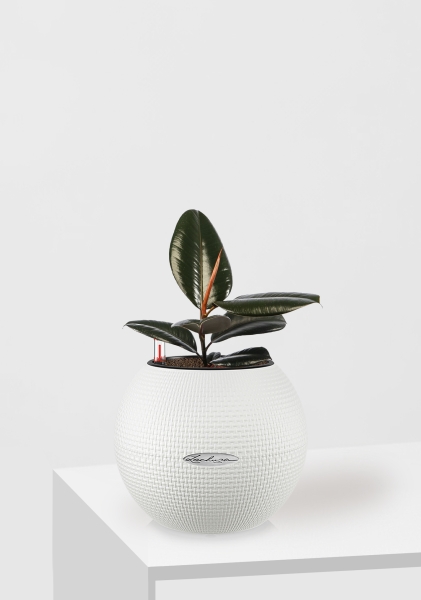 Фикус Эластика Абиджан 12/35 см в PURO 20 Фикус Эластика Абиджан 12/35 см в PURO 20