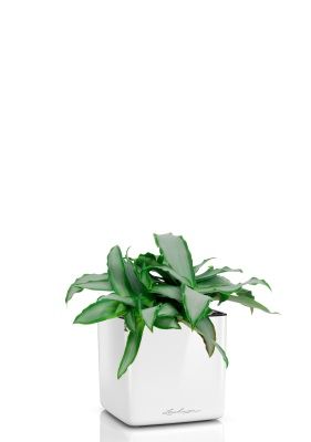 Мурдания в CUBE GLOSSY 14, белый блестящий Мурдания в CUBE GLOSSY 14, белый блестящий