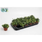 Хавортия Enon d8.5 см h15 см