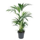 Ховея Форстериана d19 см h80 см