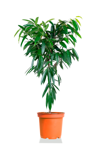 Фикус Али 30/190 см Фикус Али 30/190 см